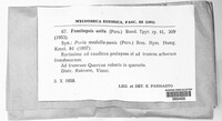 Perenniporia unita image
